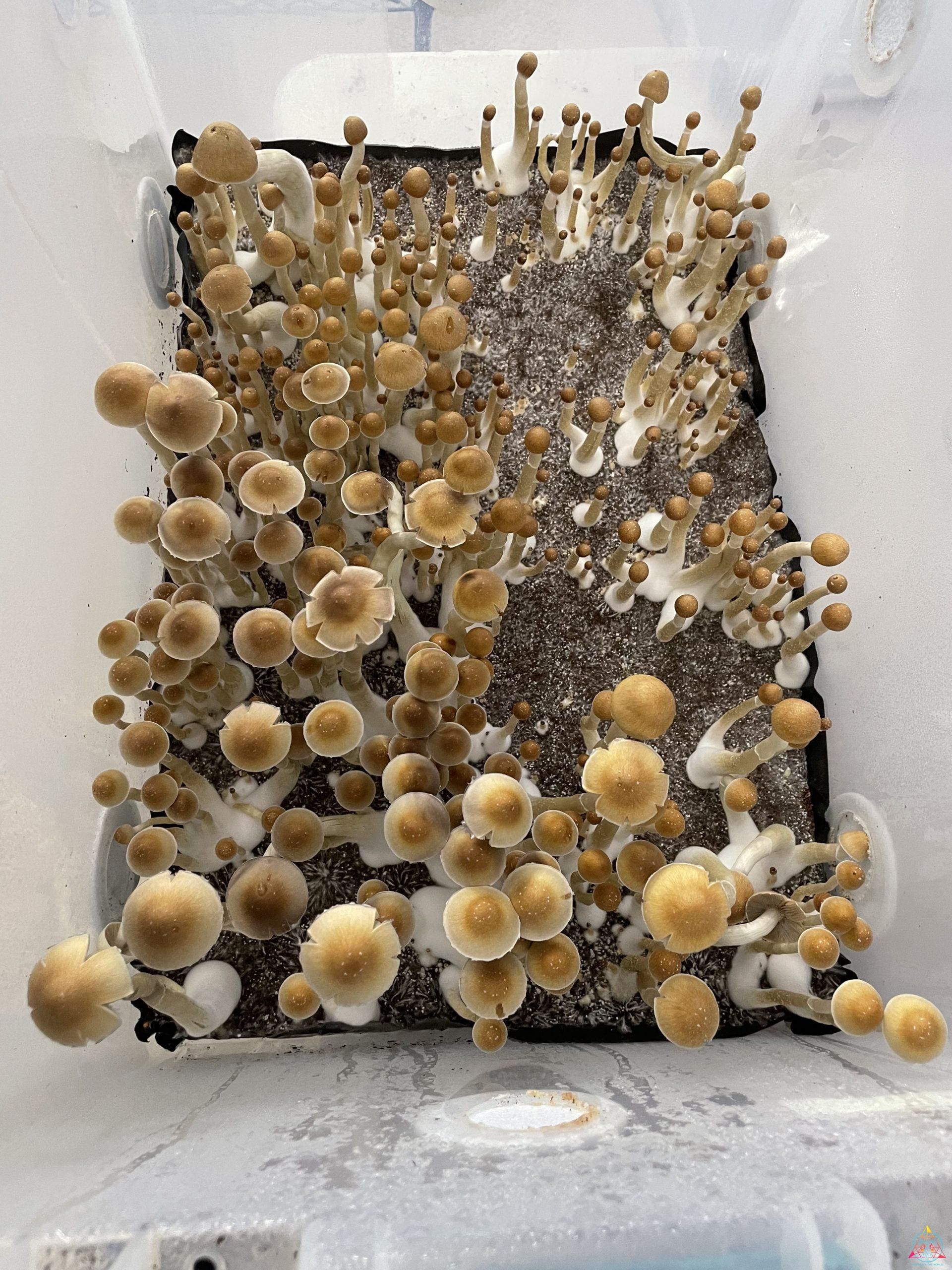 Wild Mezcala Cubensis Spore Print - Image 2