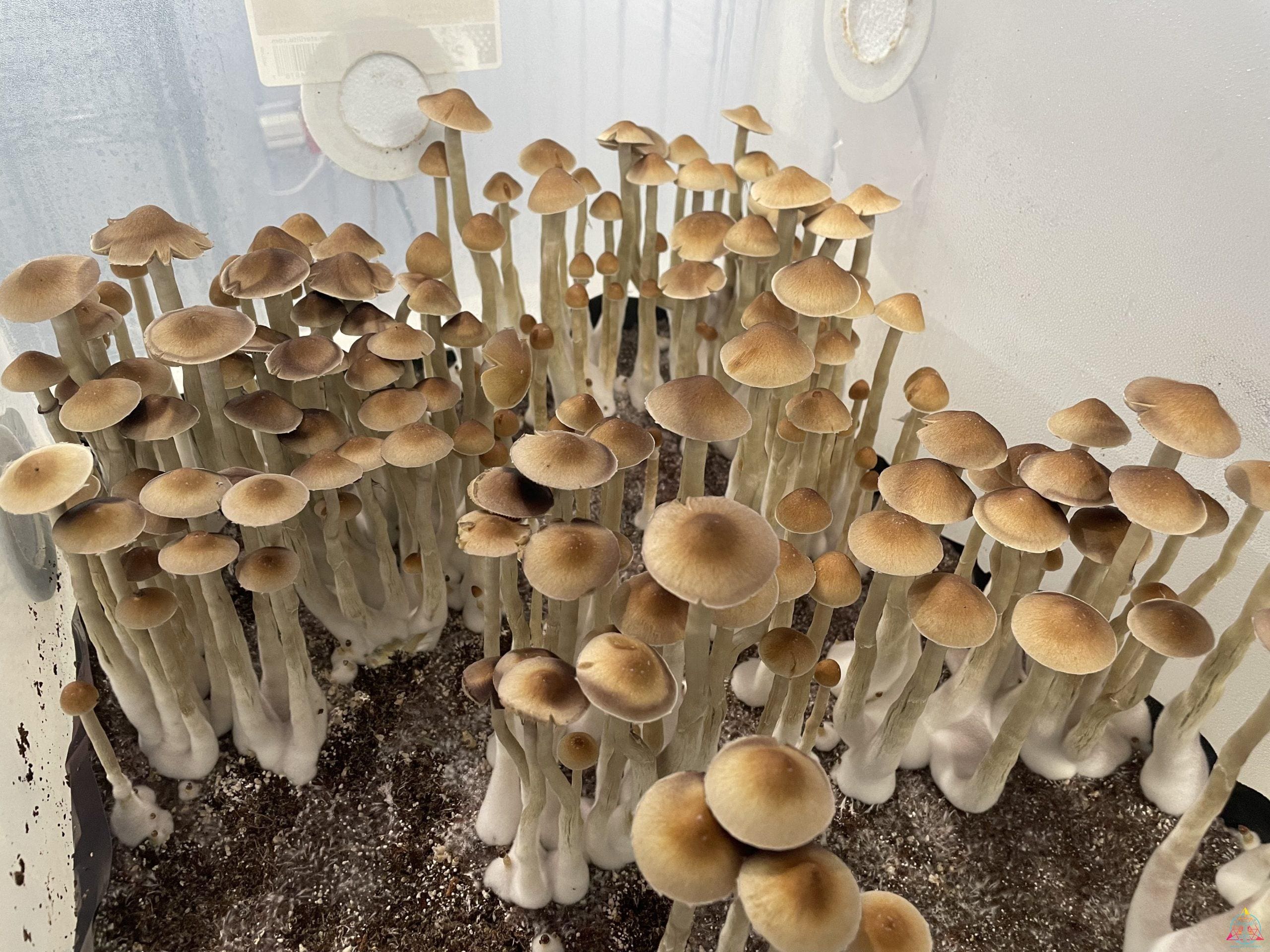Wild Mezcala Cubensis Spore Print