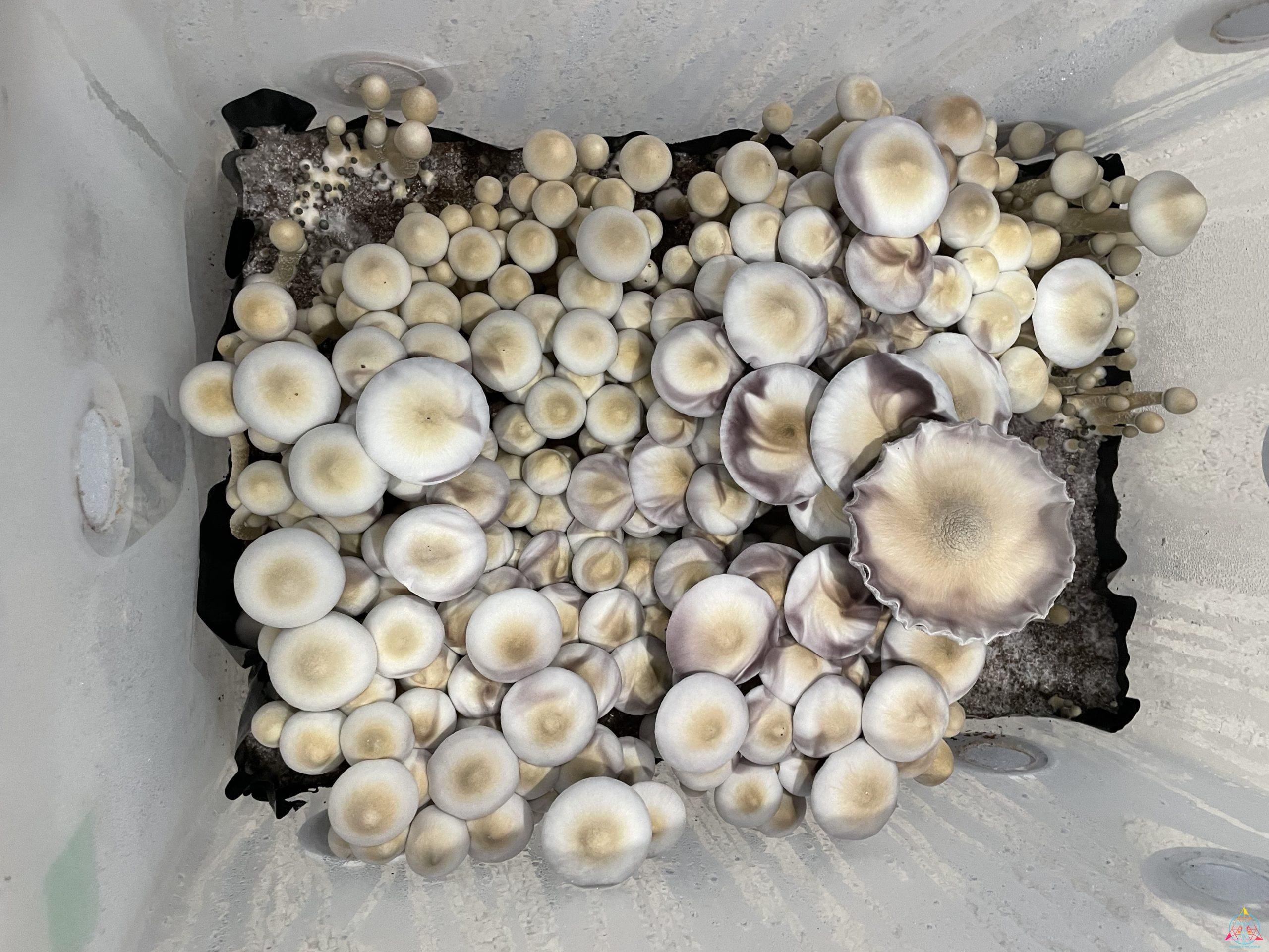 A thriving tub of Tak Mountain Cubensis Spore Syringe mushrooms.