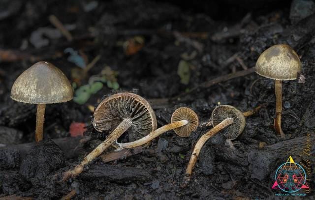 Panaeolus olivaceus spore print