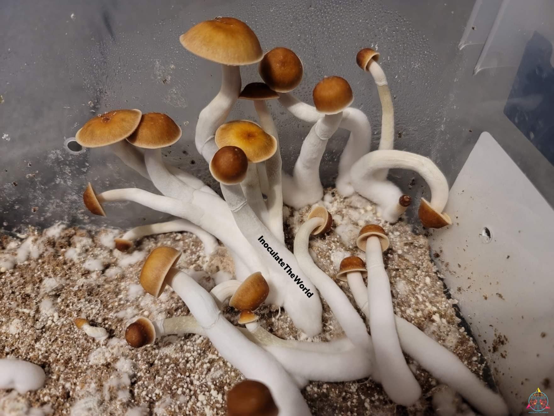 Mexican Red-Spore Cubensis Spore Swab - Image 3