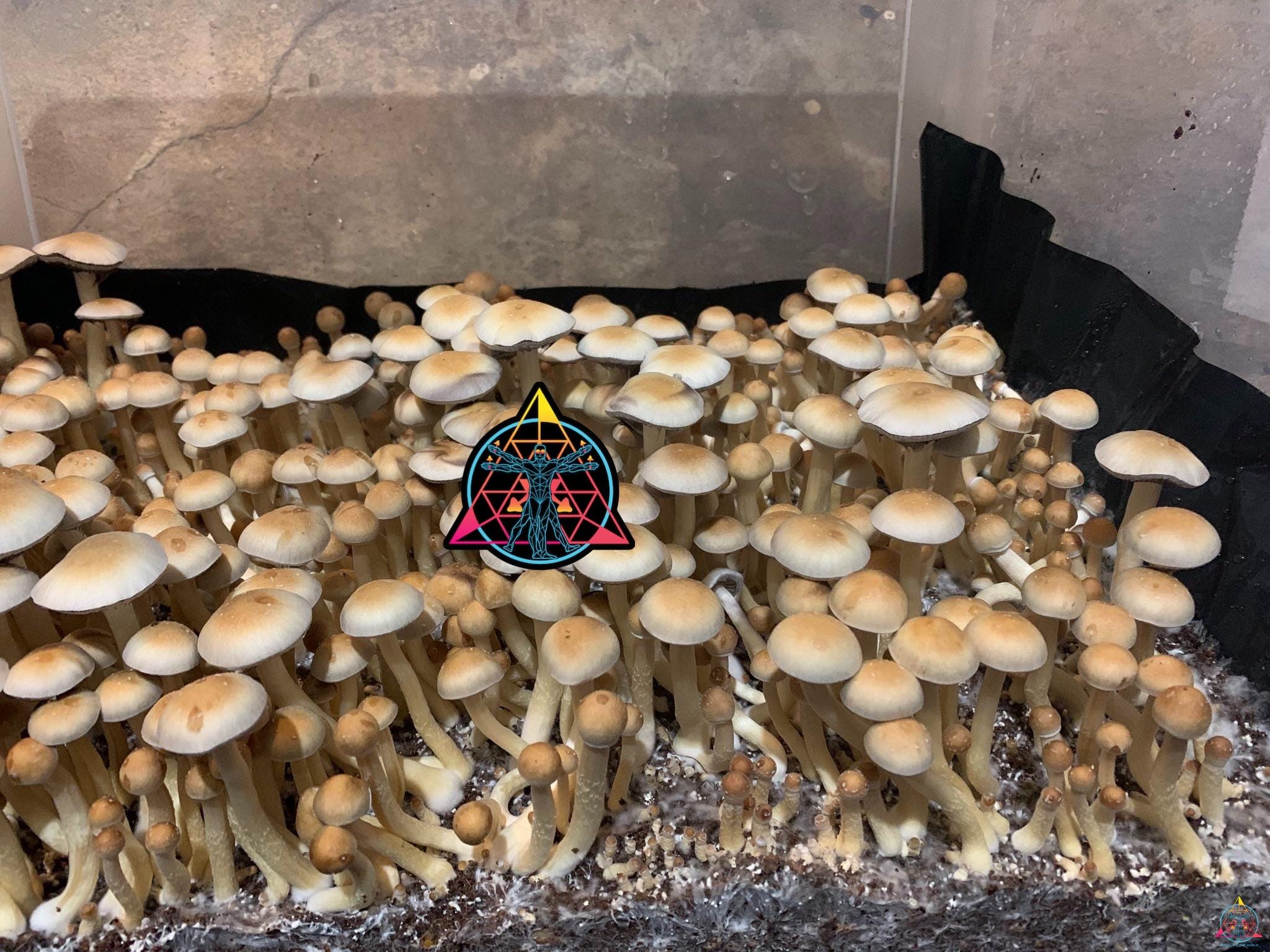 Nepal Chitwan Cubensis Spore Syringe - Image 2