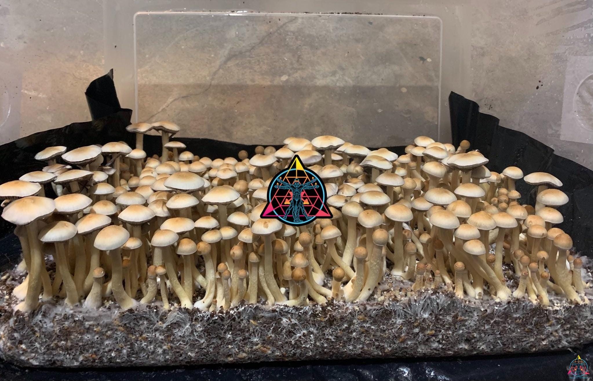 Nepal Chitwan Cubensis Spore Syringe