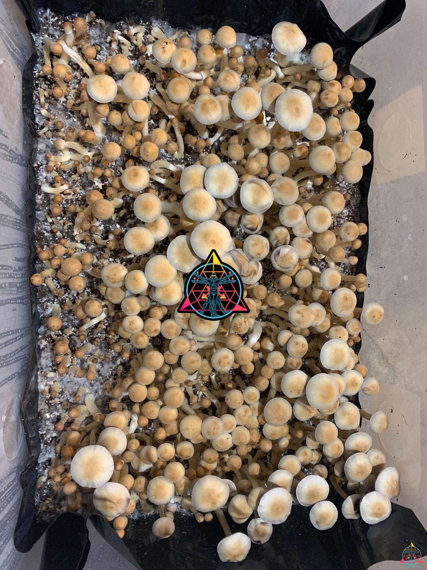 Nepal Chitwan Cubensis Spore Syringe - Image 3