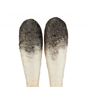 Spore Swabs