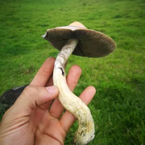 Wild Spores