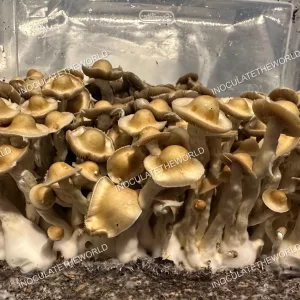 Sibu cubensis mushroom flush