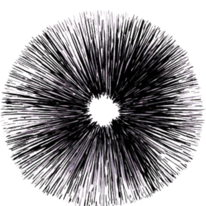 Mushroom Spore Prints