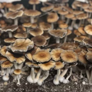 Hanoi Cubensis Spore Syringe