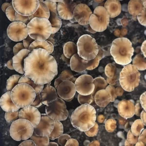 Hanoi (Vietnamese Cubensis) Spore Print