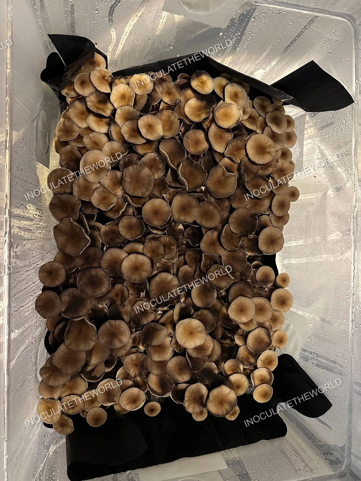 Puerto Rico Cubensis Spore Syringe - Image 4