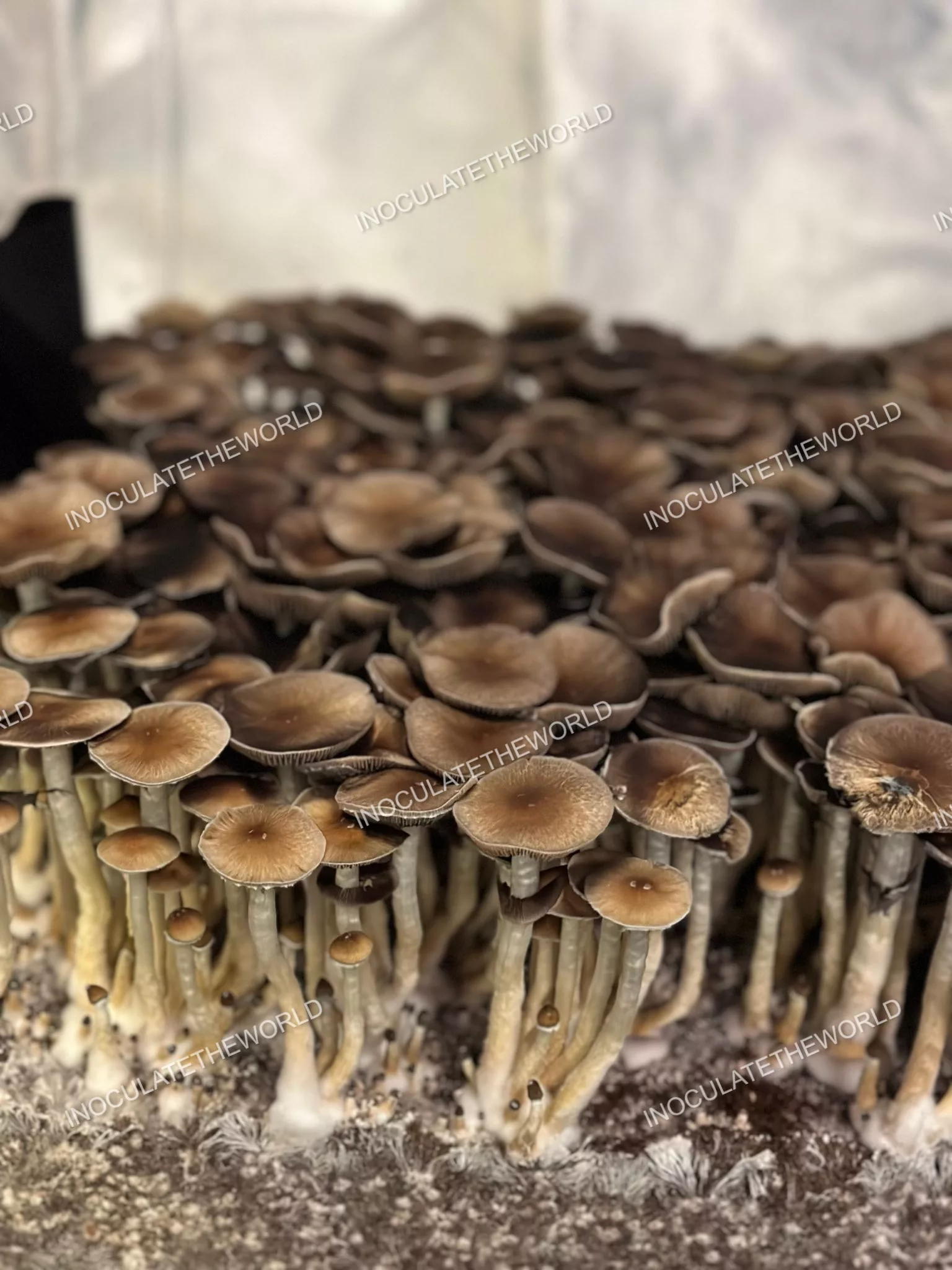 Puerto Rico Cubensis Spore Syringe - Image 6