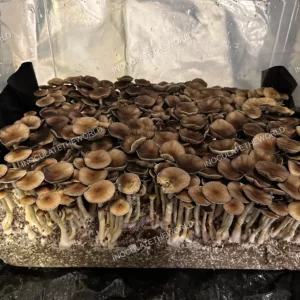 Puerto Rico Cubensis Spore Print