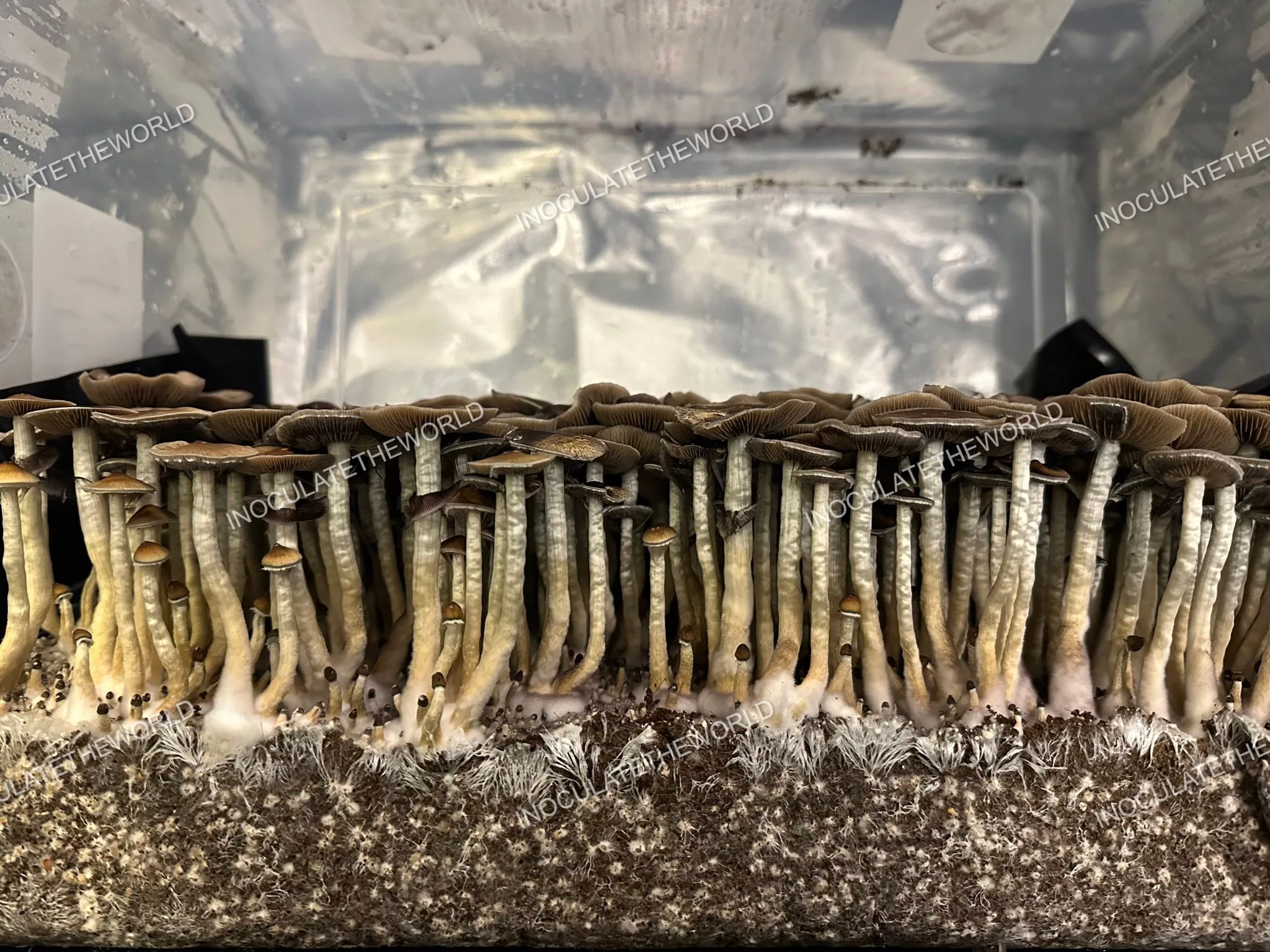 Puerto Rico Cubensis Spore Syringe - Image 9