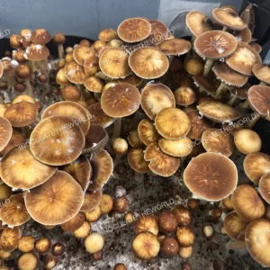 Taman Negara Cubensis Spore Print