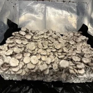 Large flush of leucistic burma cubensis mushrooms in a tub