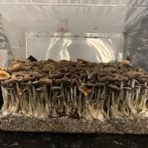 Large flush of elephant gate cubensis mushrooms in a tub
