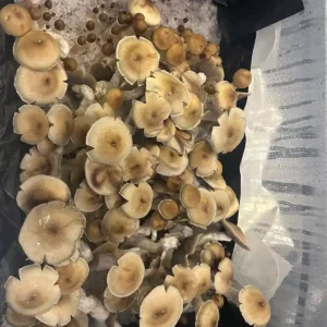 Large flush of ecuador cubensis mushrooms in a tub