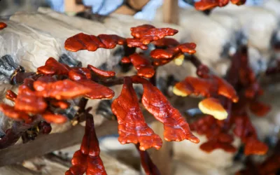 The Mushroom of Immortality: Learn About Medicinal Reishi Mushrooms