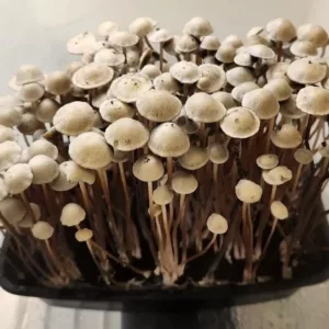 Large flush of grasstree panaeolus cyanescens mushrooms in a tub