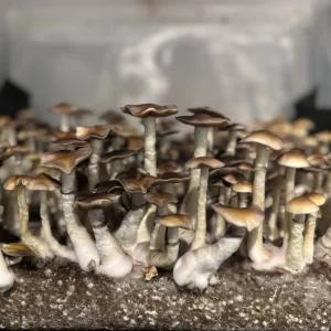 Large flush of aguada cubensis mushrooms in a tub