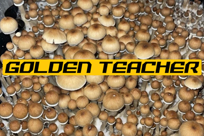 Golden Teacher mushrooms growing out of a substrate block