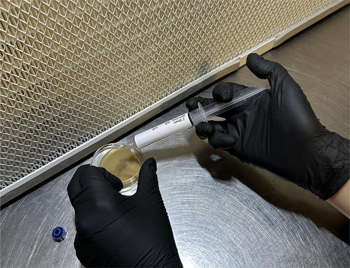 Two gloved hands dripping spore solution on ajar