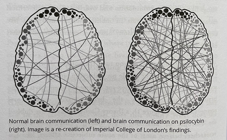 Your Psilocybin Mushroom Companion brain image