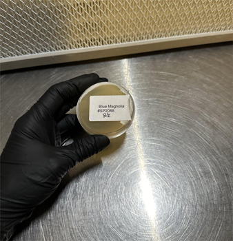 Blue Magnolia sample with its batch number