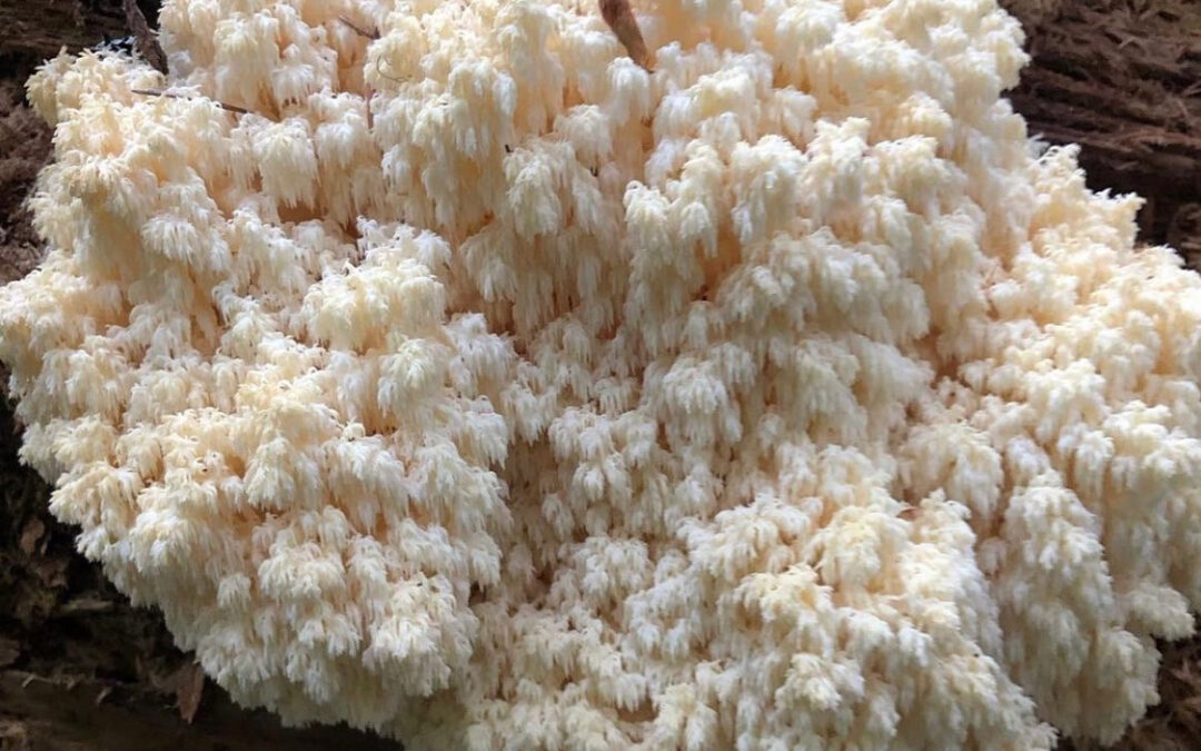 A Closer Look At the Hericium Genus: Lion’s Mane Mushrooms And More