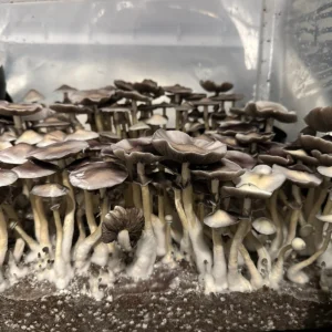 Large flush of leucistic tosohatchee spore syringe cubensis mushrooms in a tub