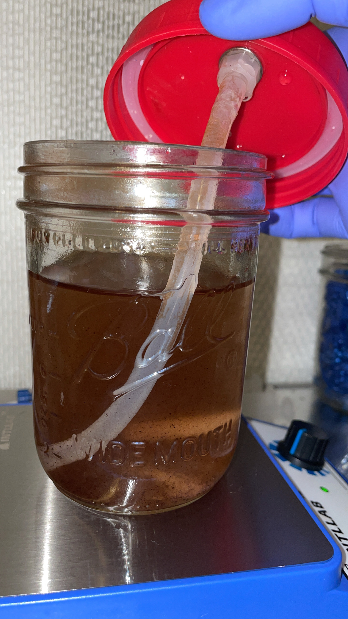 clear jar with red lid full of mushroom spores