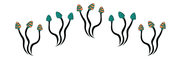 single psilocybe baeocystis on black backround
