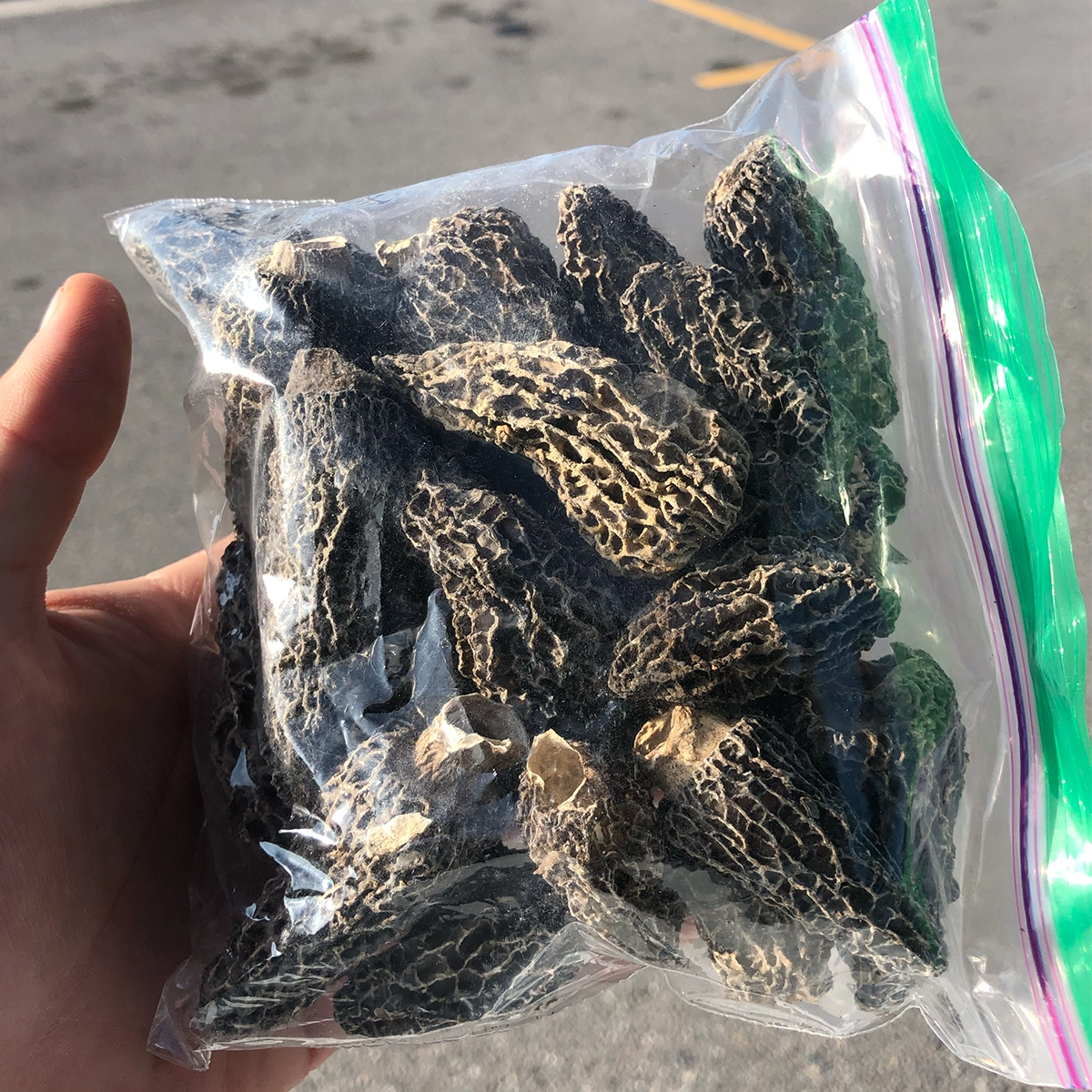 dozen morel mushrooms in a plastic bag