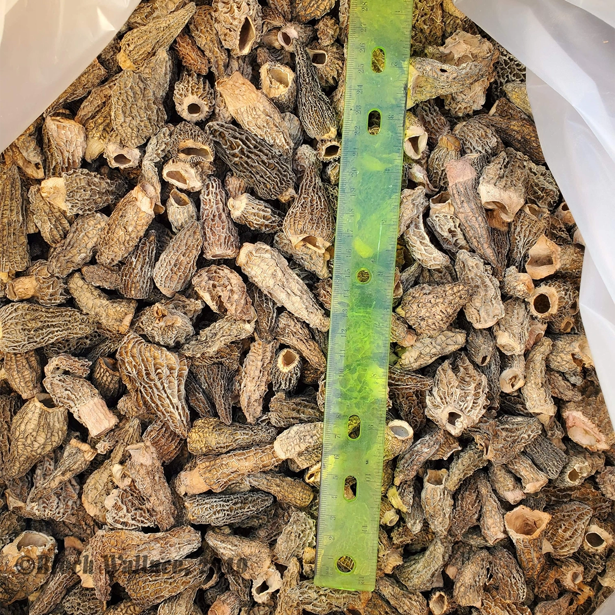 bag of thousands of dried morel mushrooms