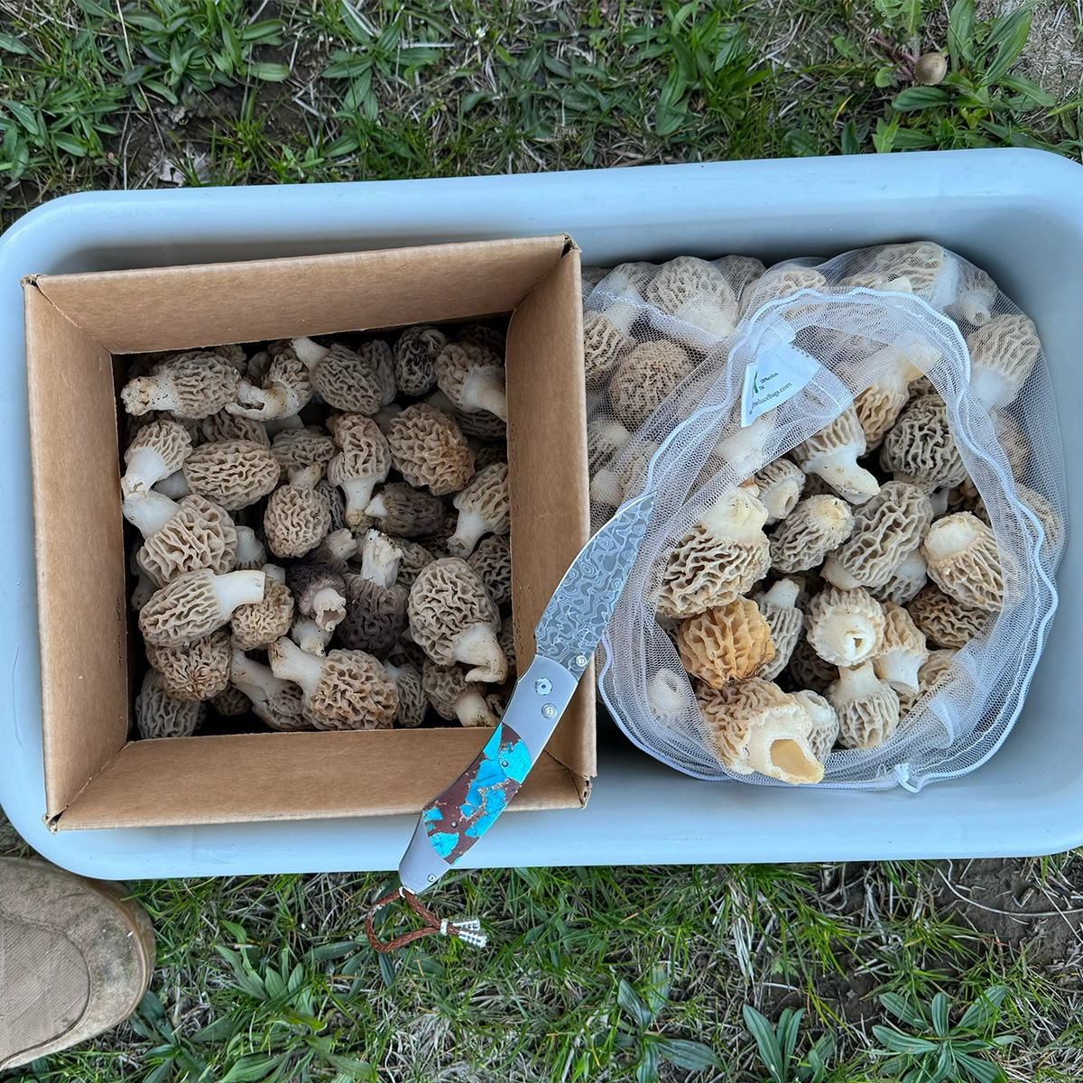 morel mushrooms in a grey tub