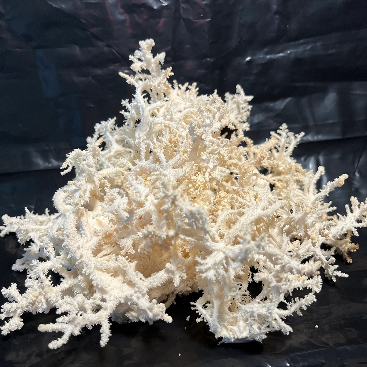 white cluster of hericium coralloides mushroom