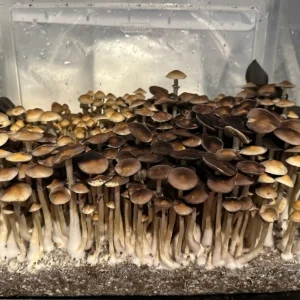 TW3 Spore Print