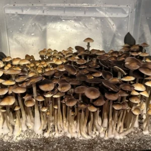 A large flush of TW3 spore syringe mushrooms